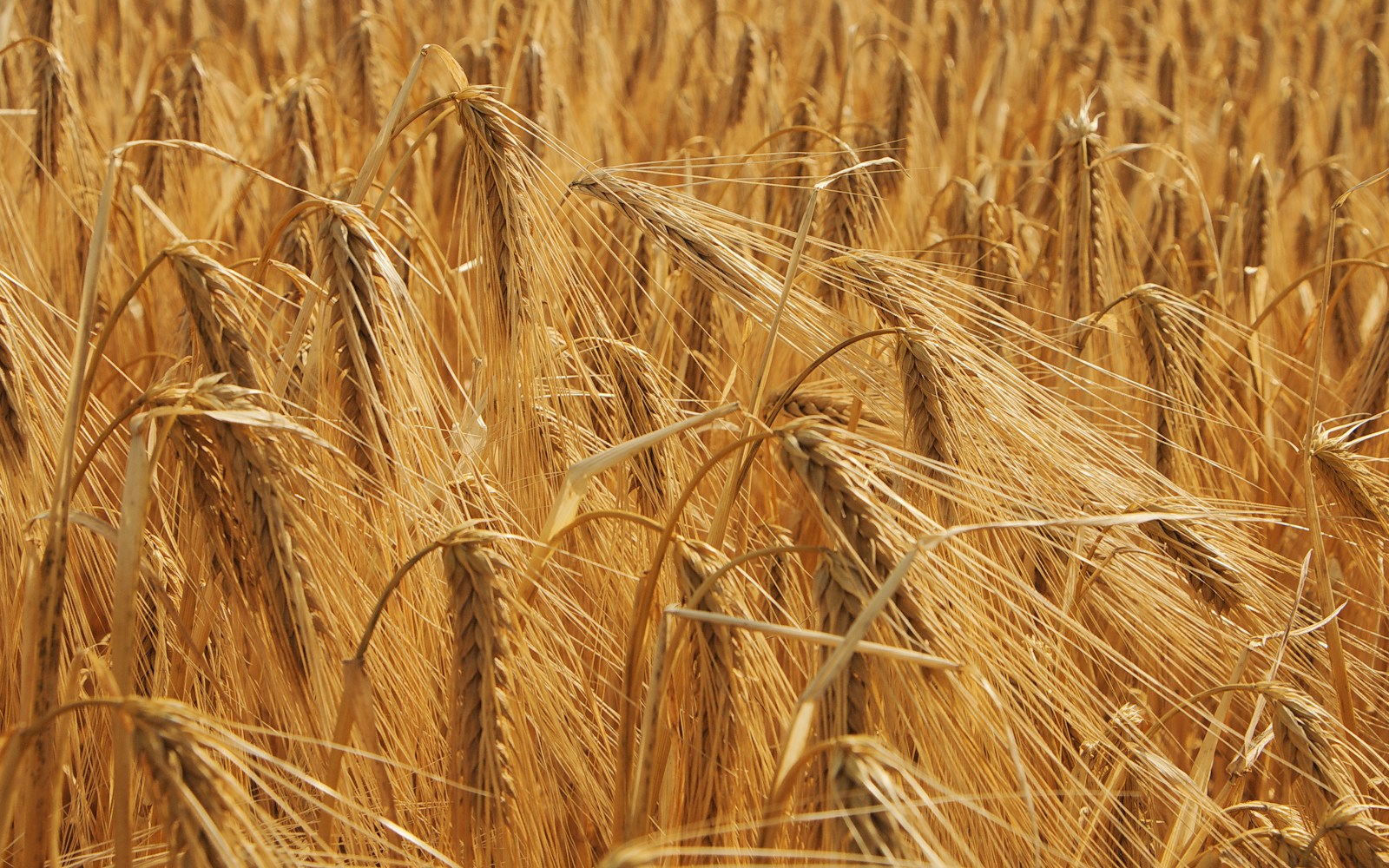 Photo by GOETZ Jean-Pierre a field of ripe wheat ready to be harvested