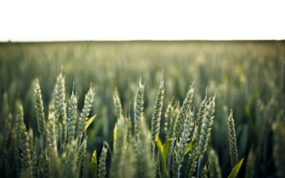 Assistant sélection blé tendre d’hiver H/F