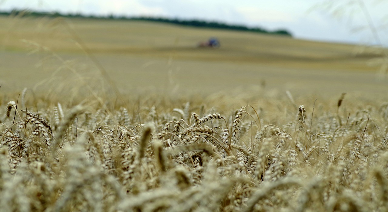 Image du site Phyograin