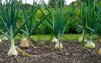Directeur.trice d’Exploitation Agricole H/F