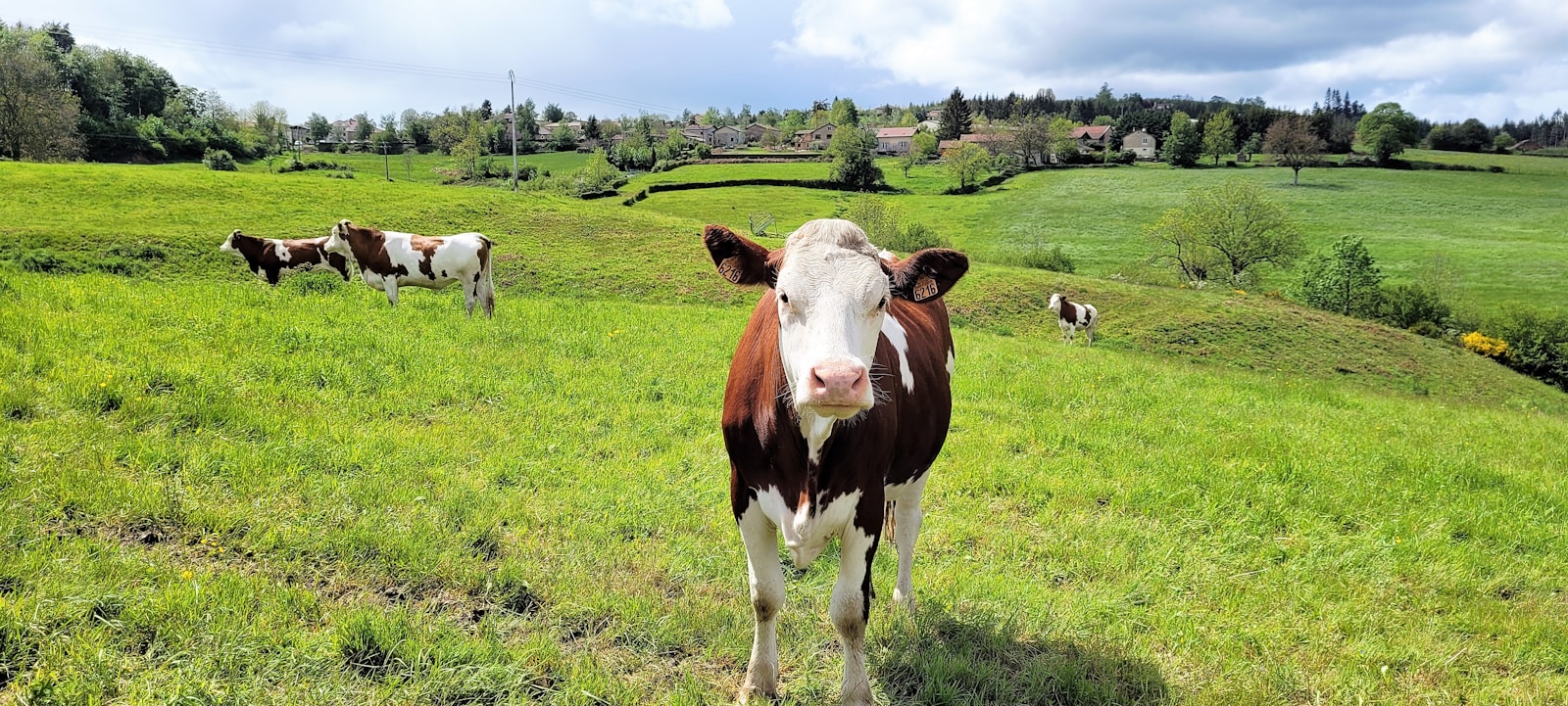 Photo by Is@ Chessyca brown and white cow on green grass field during daytime