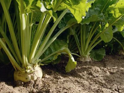 sesvanderhave_sugar-beet_close-up_99f3ee10375f7ddd4aaa74d759a79fba