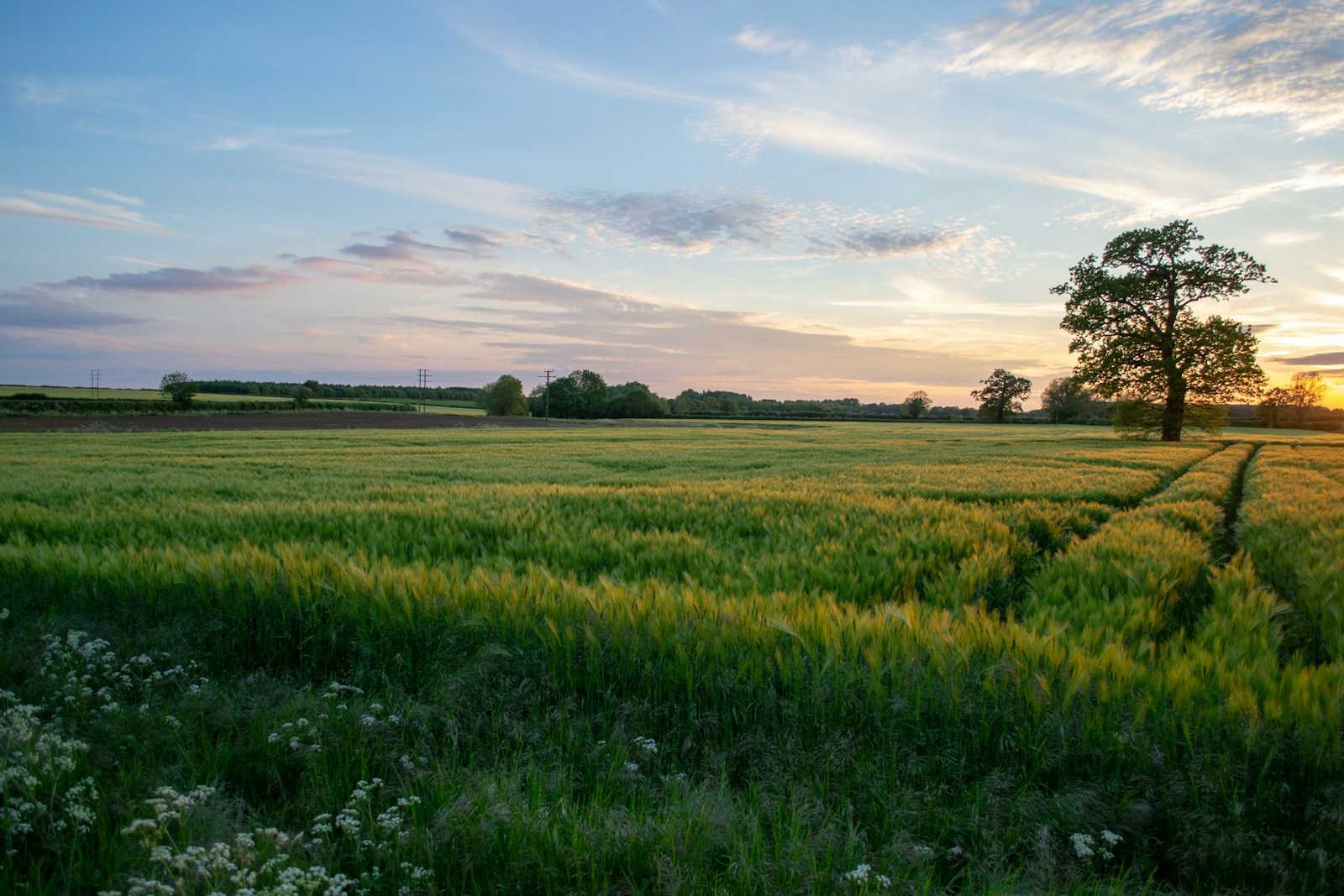 grass field under clear sky during sunet