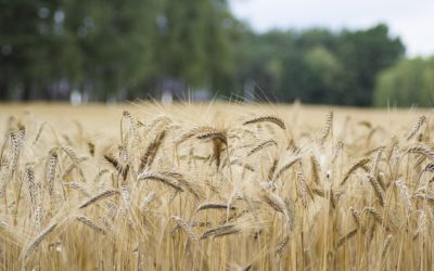 Commercial céréales H/F