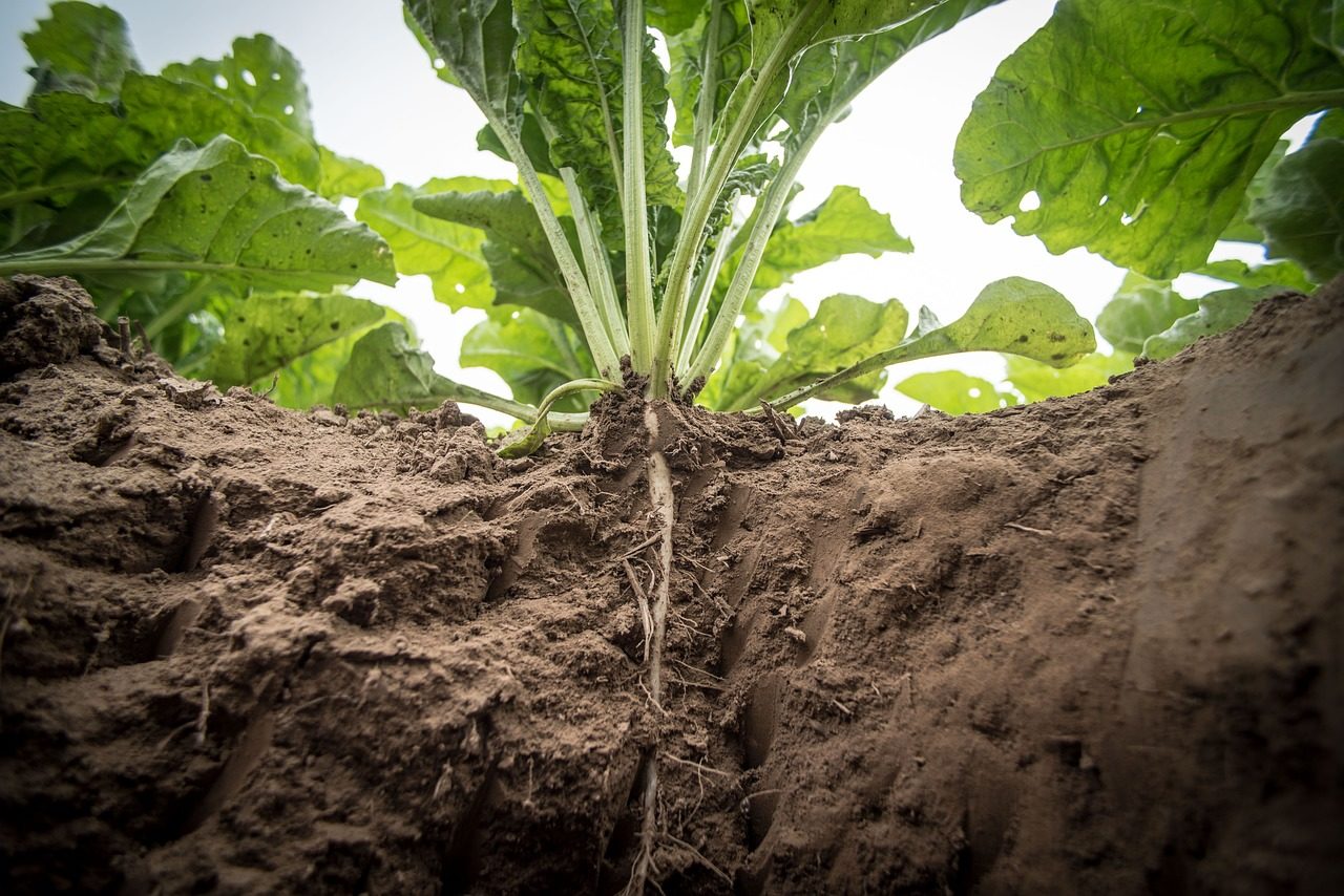 agriculture, sugar beet, turnip, beets, beet cultivation, sugar produtktion, field, fields, earth, food, field management, field work, field order, sugar beet, sugar beet, sugar beet, sugar beet, sugar beet, turnip, turnip, turnip