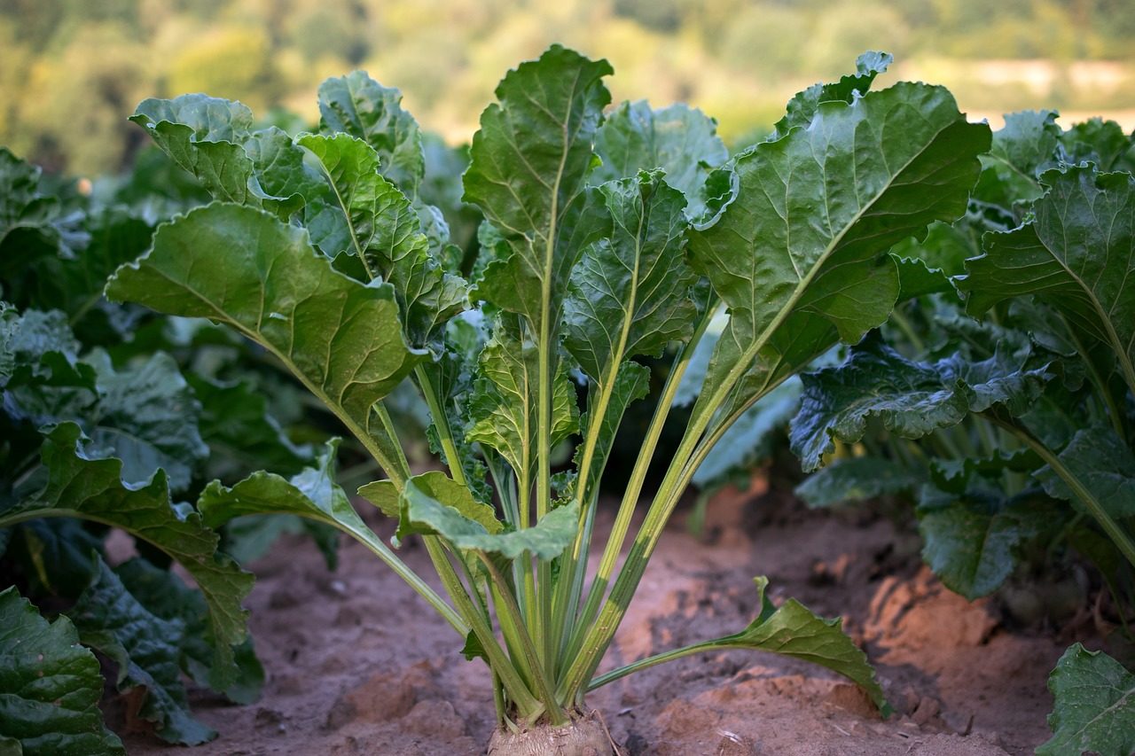 sugar beet, agriculture, harvest, summer, vegetable plant, field, plant, nature, detail shot, potrait, eve, beta vulgaris, vitamins, food, healthy, turnip, beets, beet cultivation, sugar produtktion