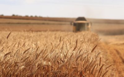 Recruter dans un négoce ou une coopérative : ce qu’il faut absolument savoir