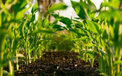 Conseiller Production Végétale H/F