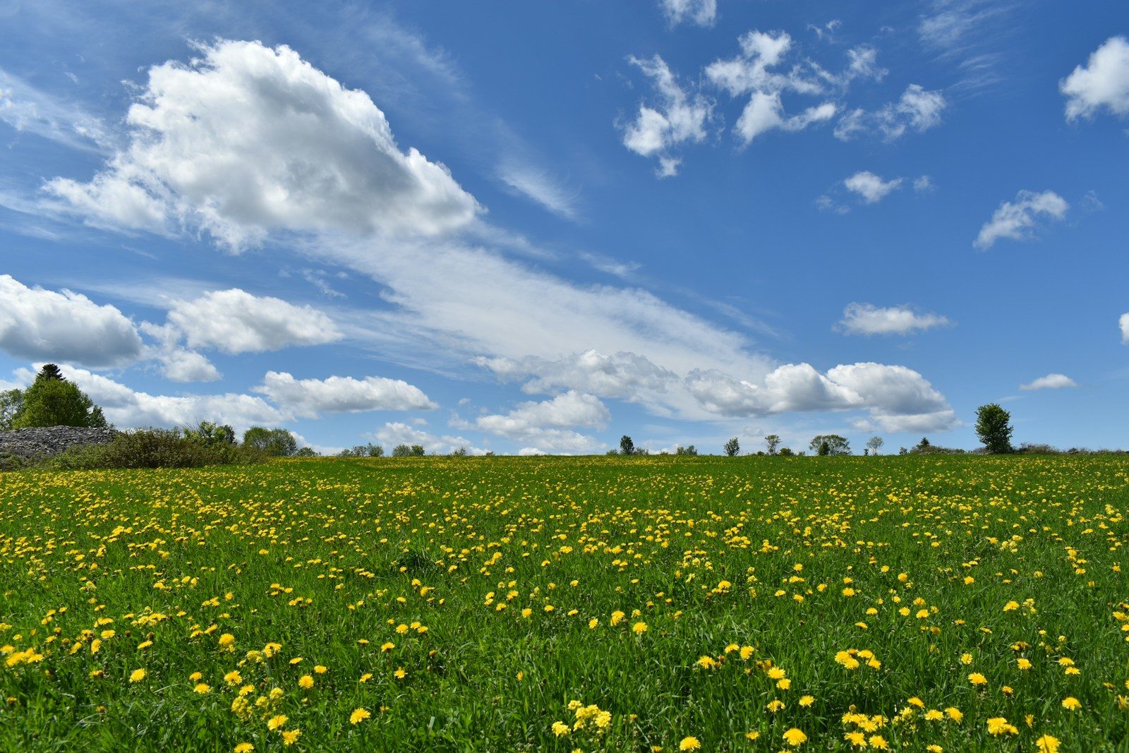 a field of yellow flowers